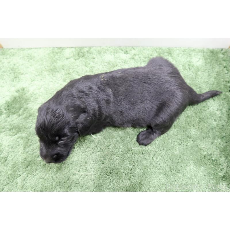 販売中の群馬県のフラットコーテッドレトリーバー-454621の2枚目