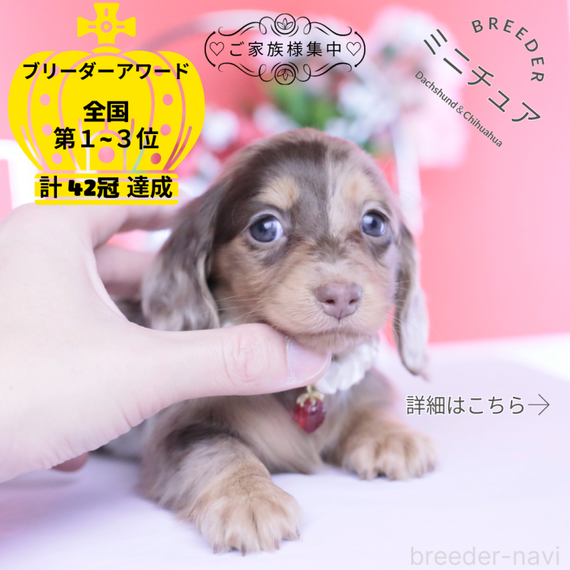 販売中の愛知県のミニチュアダックスフンド(ロングヘアード)-451862