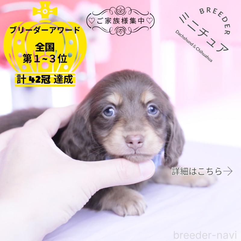 販売中の愛知県のミニチュアダックスフンド(ロングヘアード)-451855