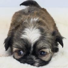 ♀︎ミックス犬