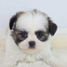 ♀︎ミックス犬