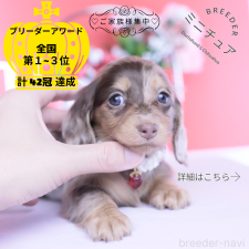 ♀︎ミニチュアダックスフンド(ロングヘアード)