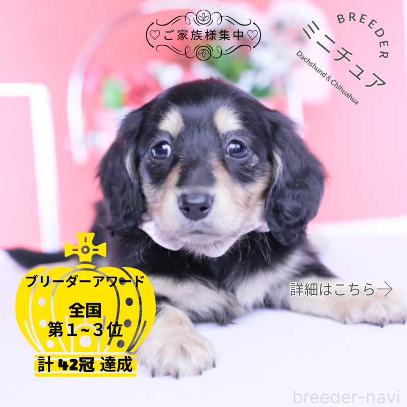 販売中の愛知県のミニチュアダックスフンド(ロングヘアード)-451853