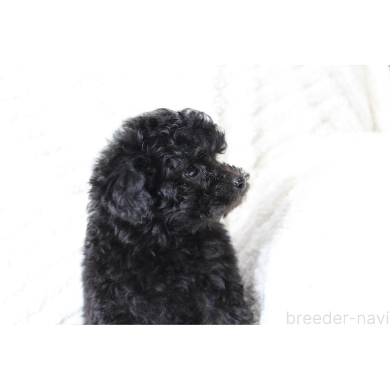 販売中の愛知県のトイプードル-454625の5枚目