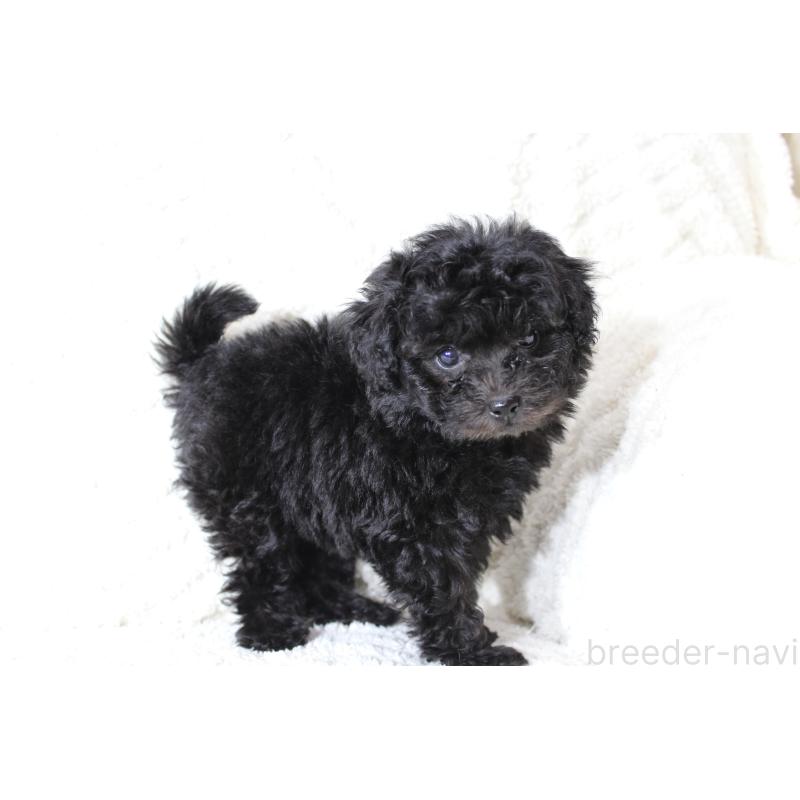 販売中の愛知県のトイプードル-454625の3枚目