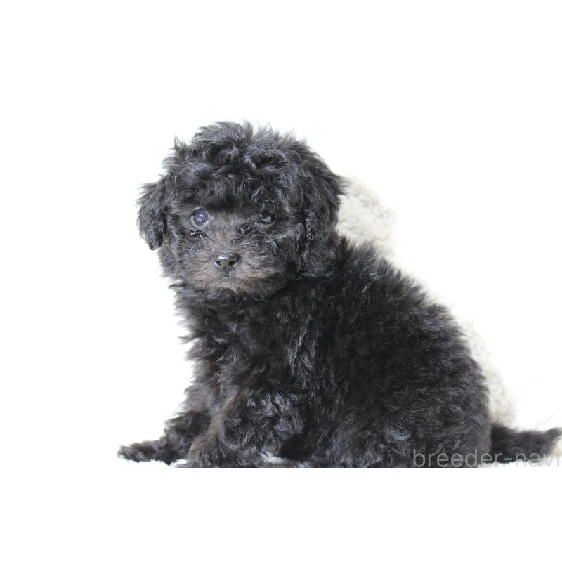 販売中の愛知県のトイプードル-454625の2枚目