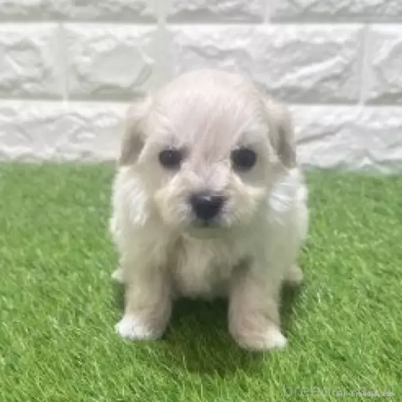 販売中の愛知県のマルプー:マルチーズ×トイプードル-454624の3枚目