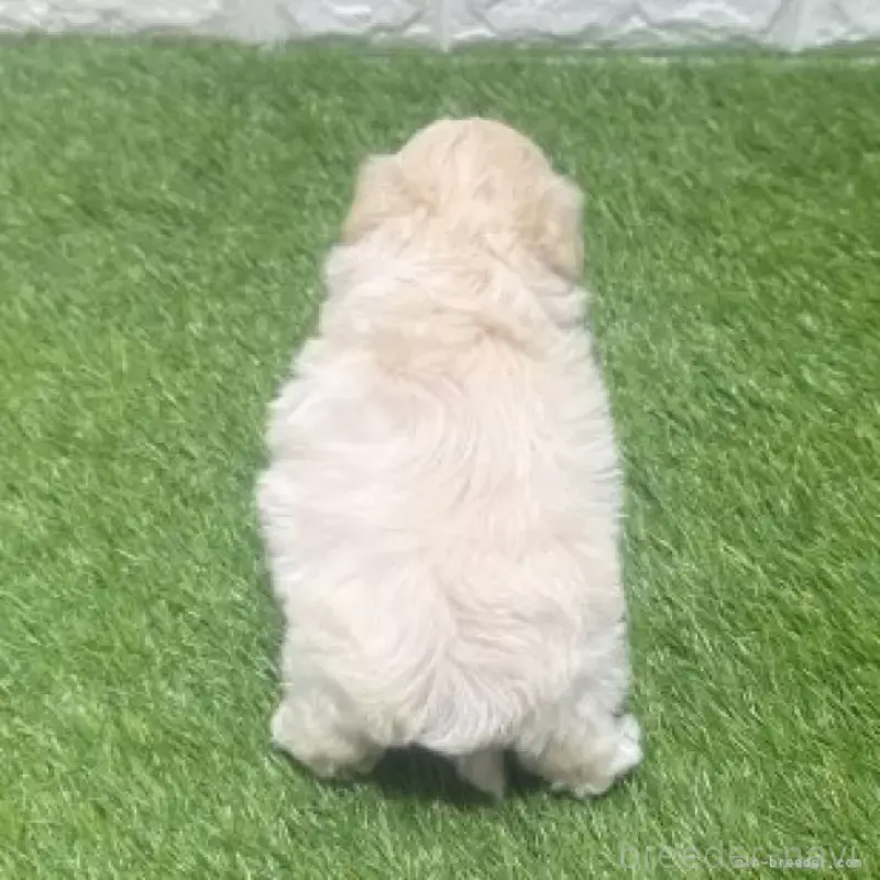 販売中の愛知県のマルプー:マルチーズ×トイプードル-454624の2枚目