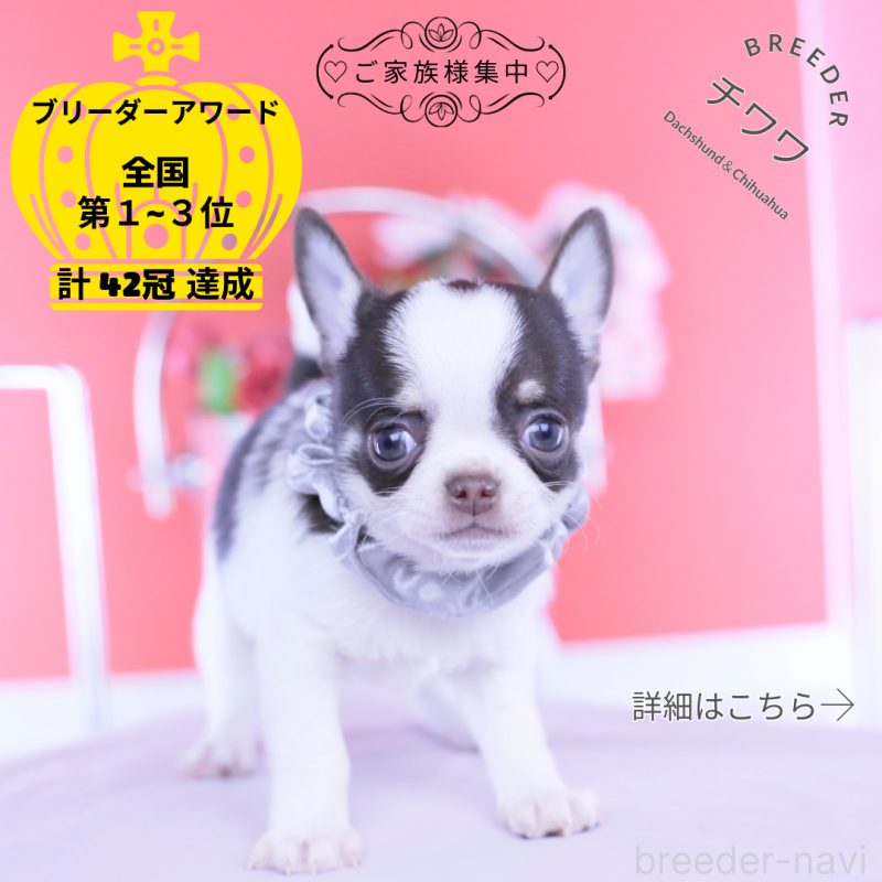 販売中の愛知県のチワワ(スムースコート)-450962