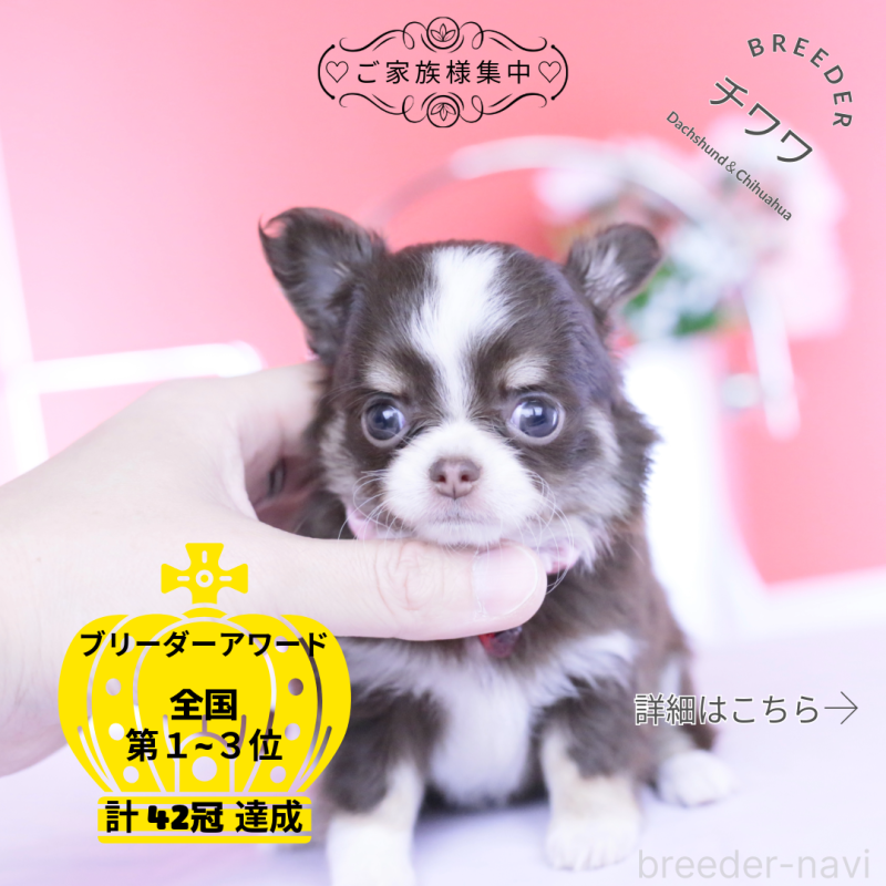 販売中の愛知県のチワワ(ロングコート)-450960