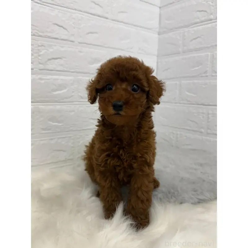 販売中の岡山県のタイニープードル-454626の10枚目