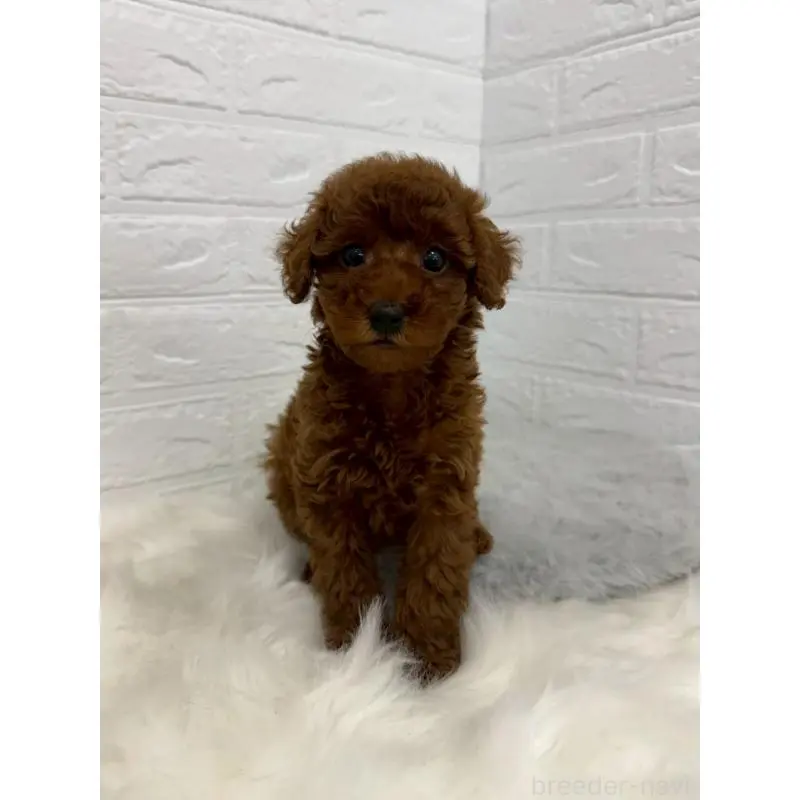 販売中の岡山県のタイニープードル-454626の9枚目