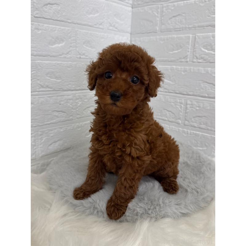 販売中の岡山県のタイニープードル-454626の8枚目