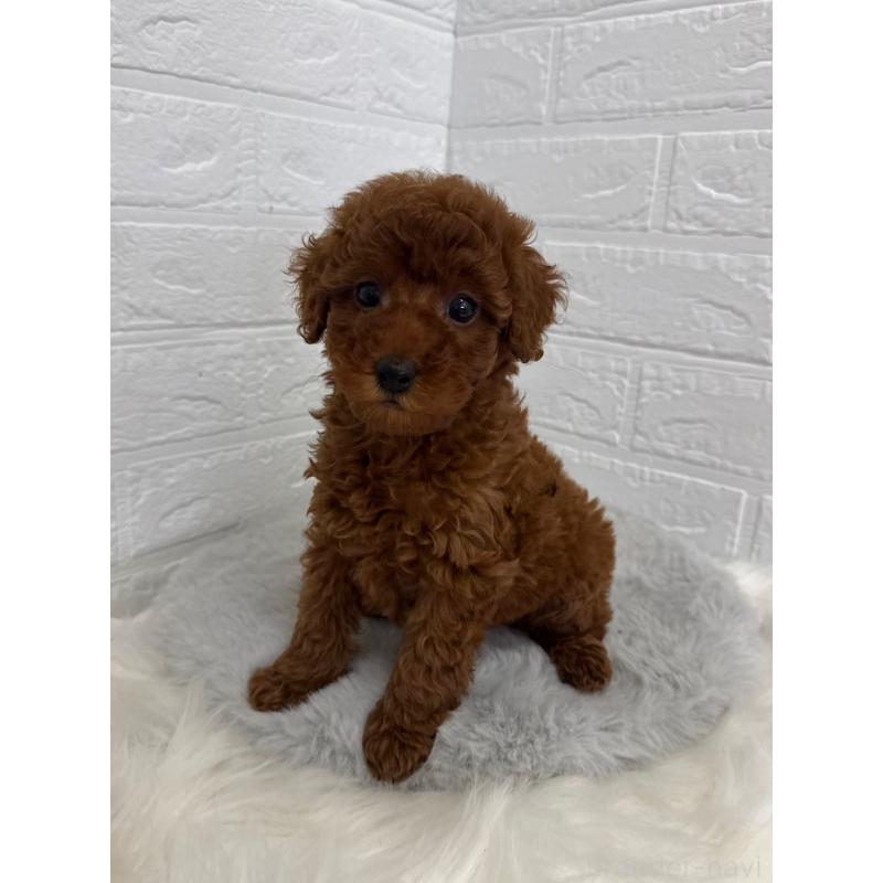 販売中の岡山県のタイニープードル-454626の7枚目