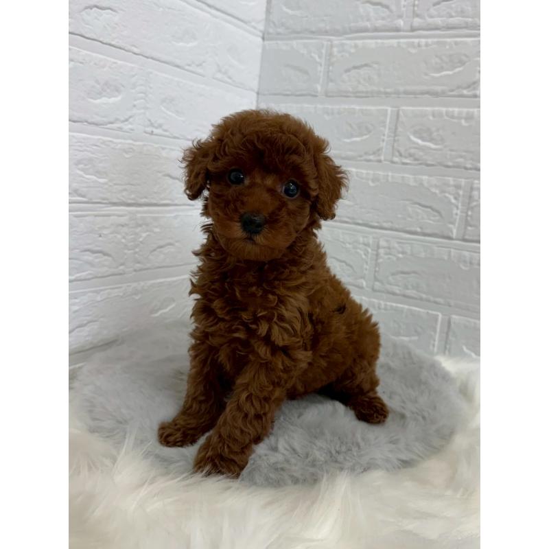 販売中の岡山県のタイニープードル-454626の6枚目