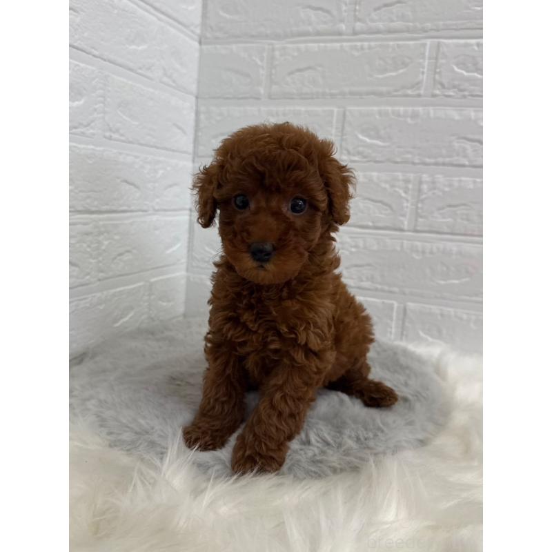 販売中の岡山県のタイニープードル-454626の5枚目