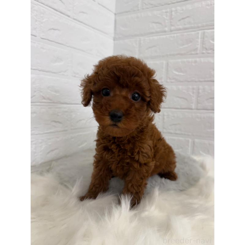 販売中の岡山県のタイニープードル-454626の4枚目