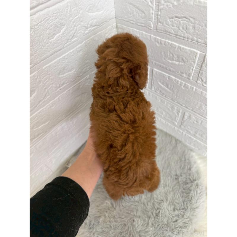 販売中の岡山県のタイニープードル-454626の3枚目