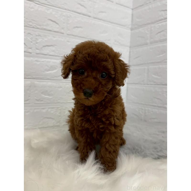 販売中の岡山県のタイニープードル-454626の2枚目