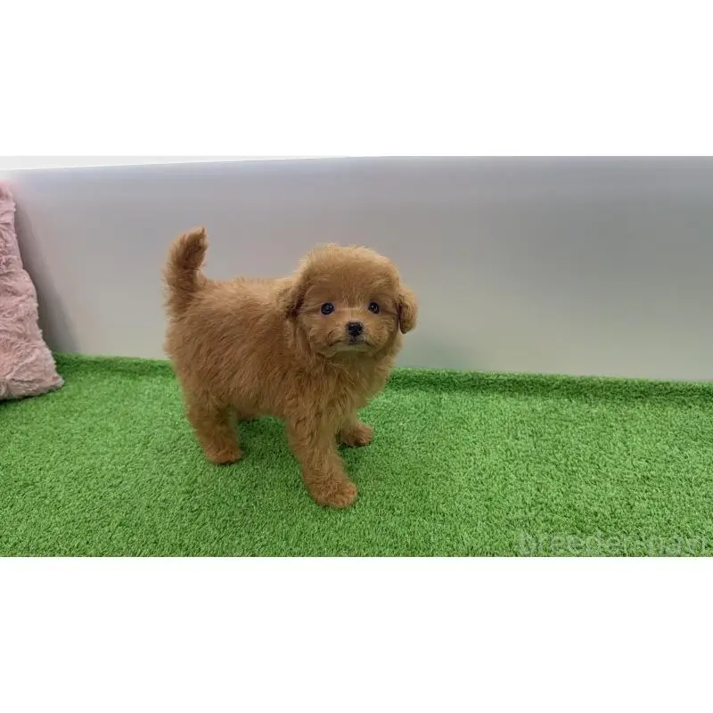 販売中の新潟県のティーカッププードル-454628の6枚目