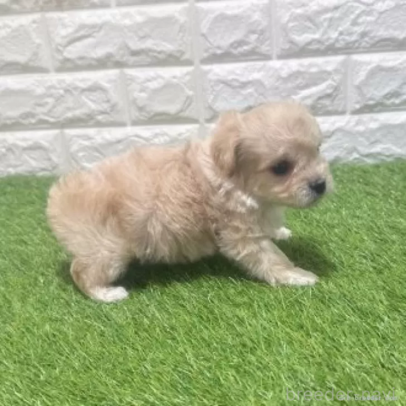 販売中の愛知県のマルプー:マルチーズ×トイプードル-454627の5枚目