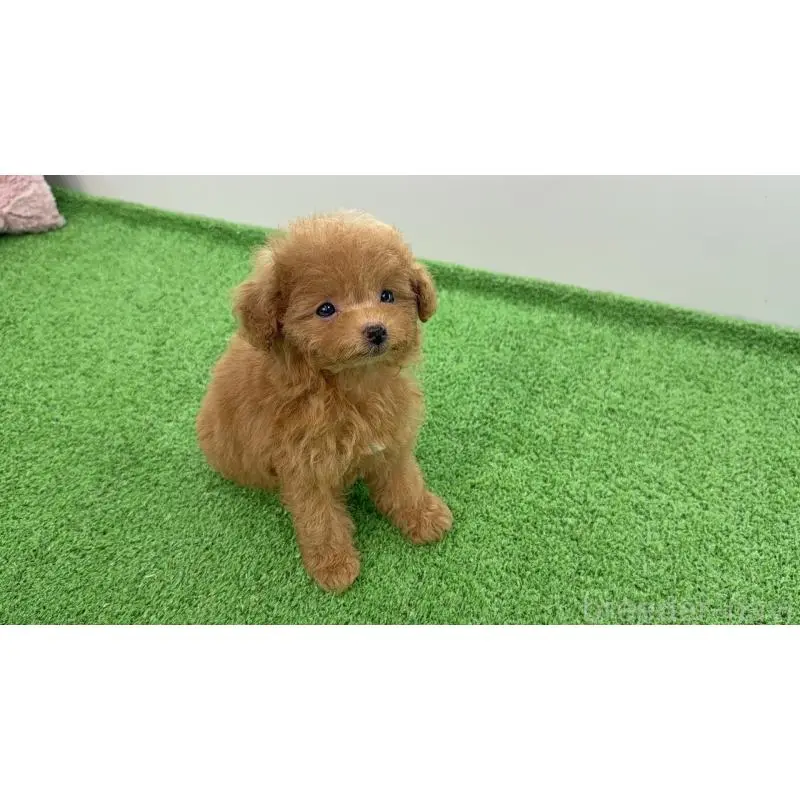 販売中の新潟県のティーカッププードル-454628の5枚目