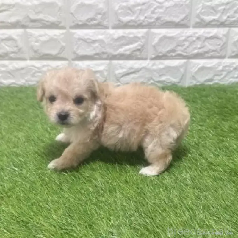 販売中の愛知県のマルプー:マルチーズ×トイプードル-454627の4枚目