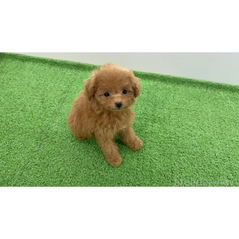 販売中の新潟県のティーカッププードル-454628の4枚目