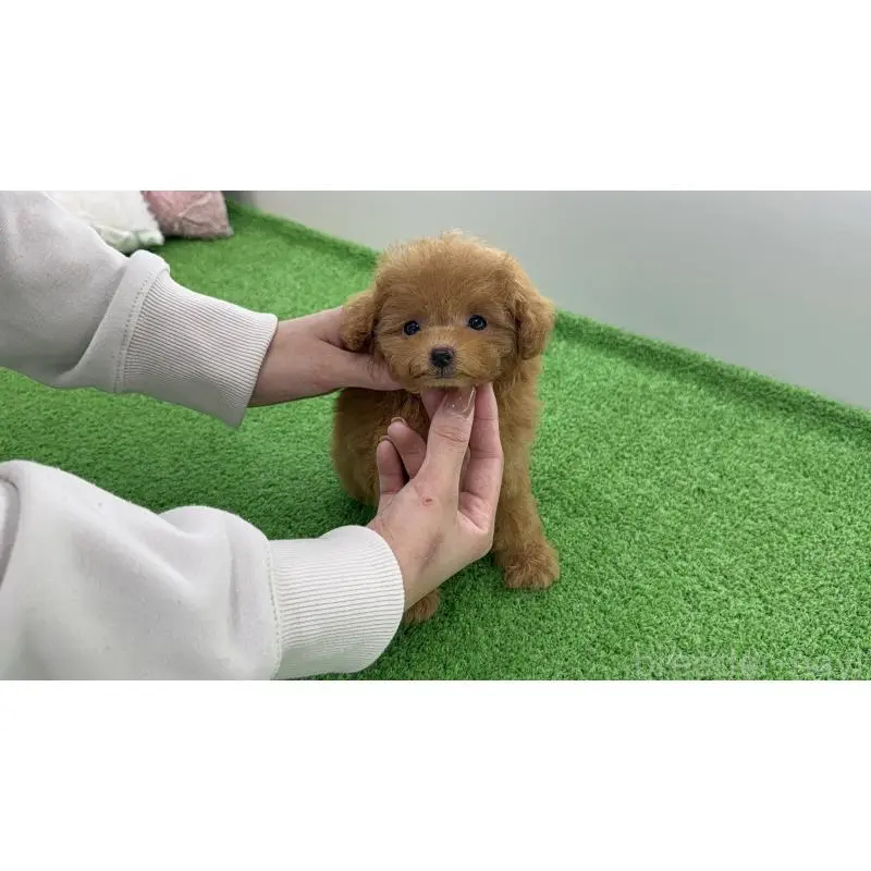 販売中の新潟県のティーカッププードル-454628の3枚目