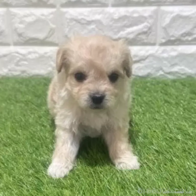 販売中の愛知県のマルプー:マルチーズ×トイプードル-454627の3枚目