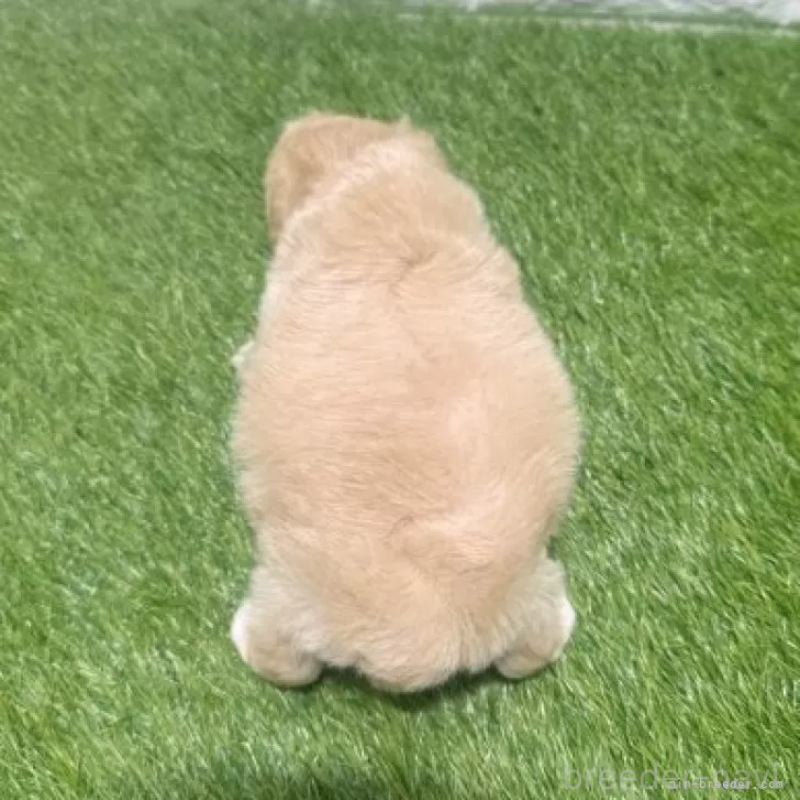 販売中の愛知県のマルプー:マルチーズ×トイプードル-454627の2枚目