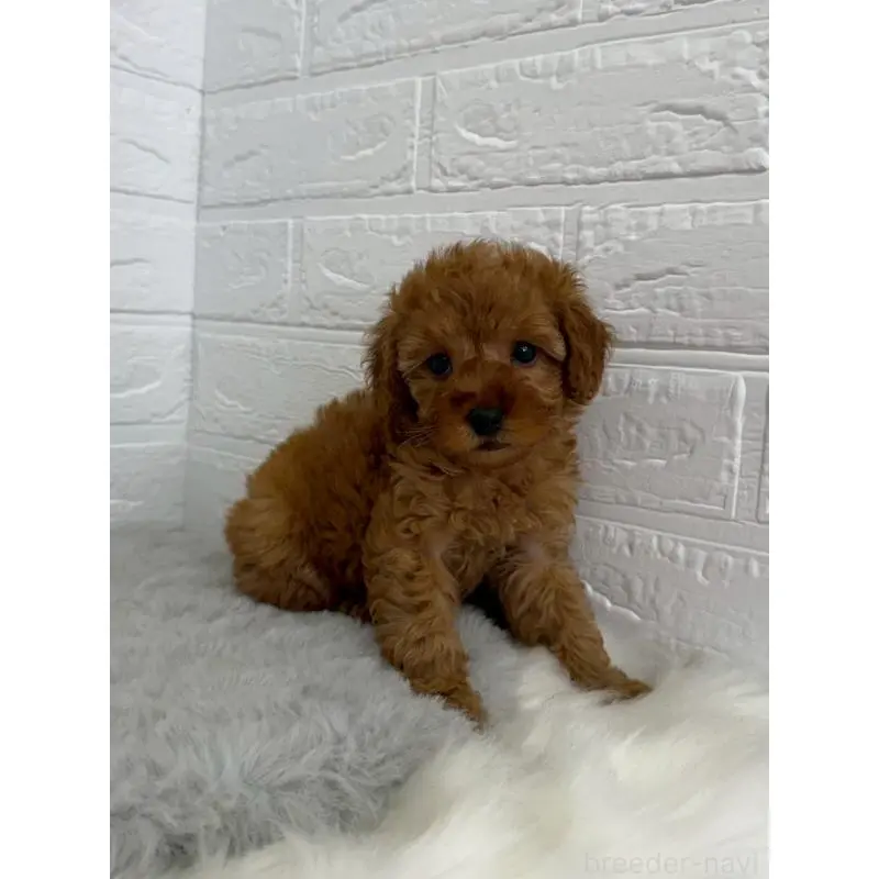 販売中の岡山県のタイニープードル-454629の11枚目