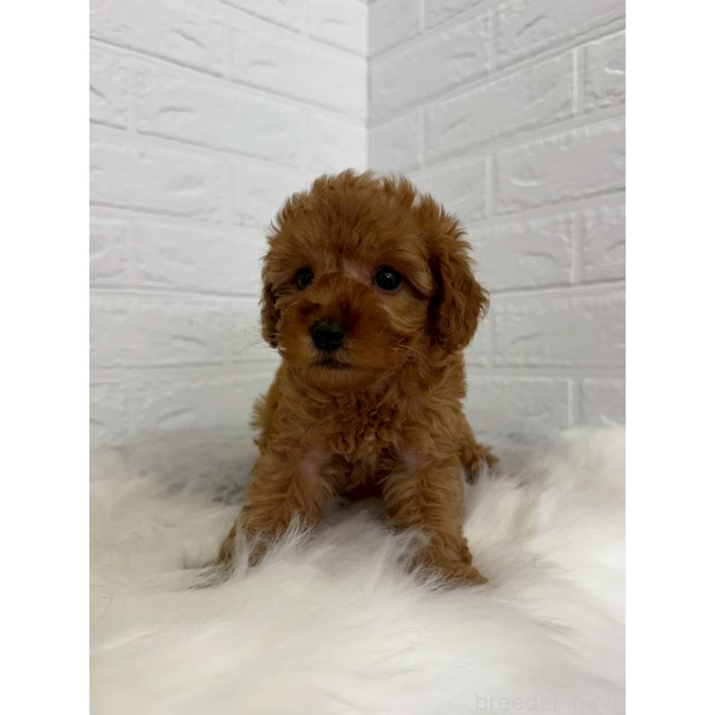 販売中の岡山県のタイニープードル-454629の7枚目