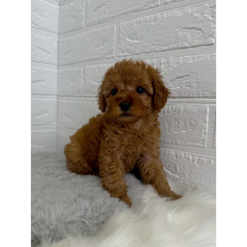 販売中の岡山県のタイニープードル-454629の6枚目