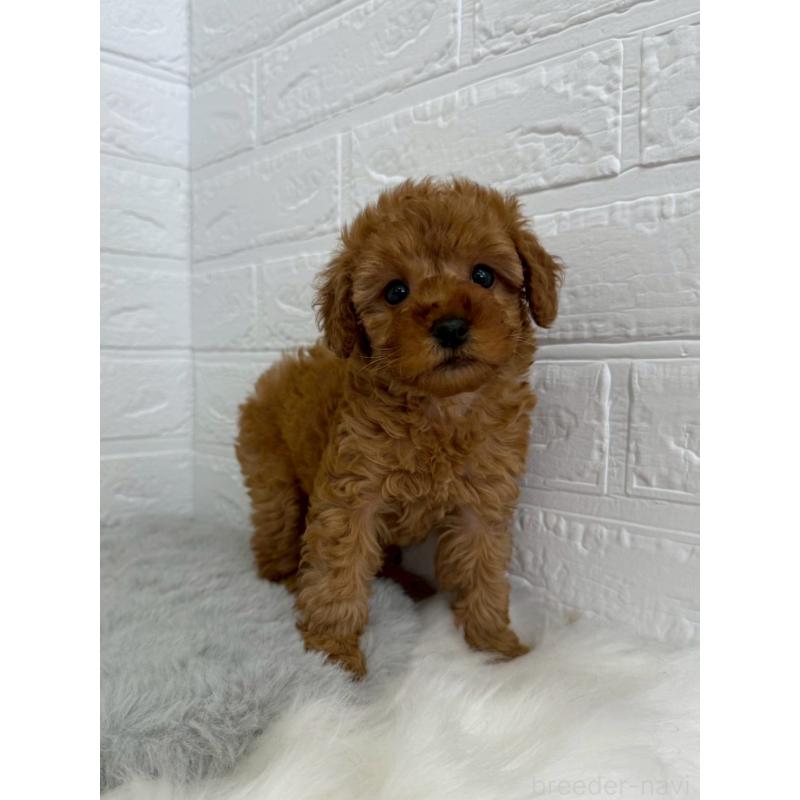 販売中の岡山県のタイニープードル-454629の5枚目