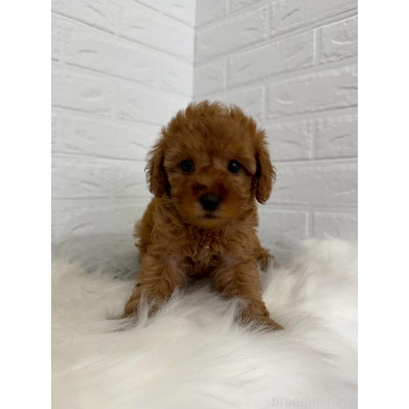 販売中の岡山県のタイニープードル-454629の4枚目