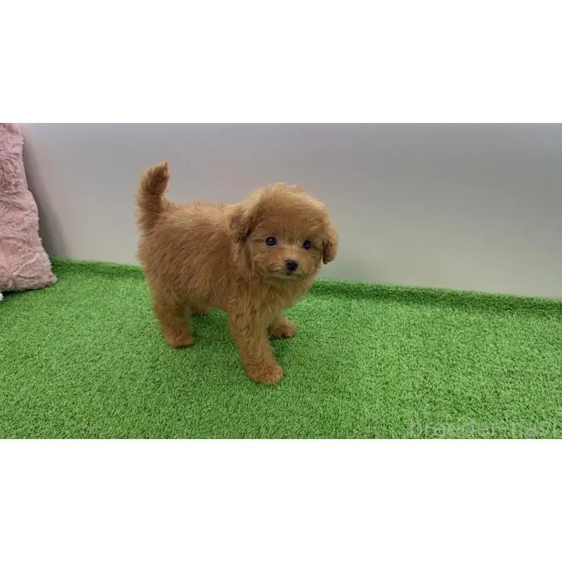 販売中の東京都のティーカッププードル-454630の5枚目