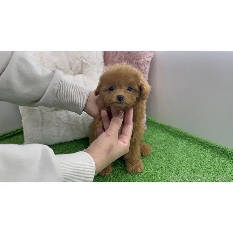 販売中の東京都のティーカッププードル-454630の4枚目