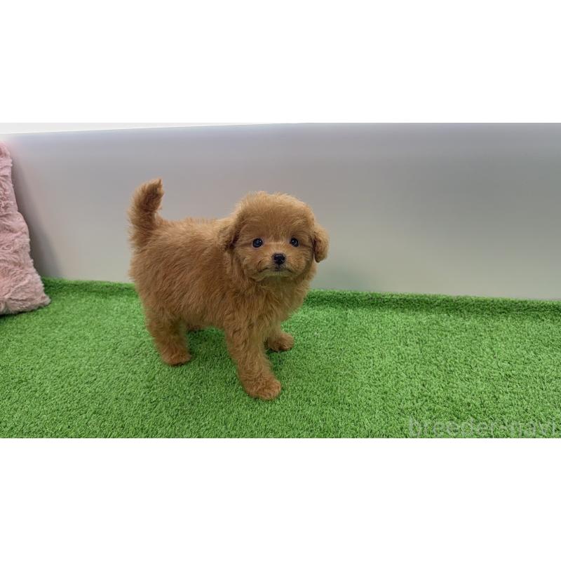 販売中の東京都のティーカッププードル-454630の2枚目