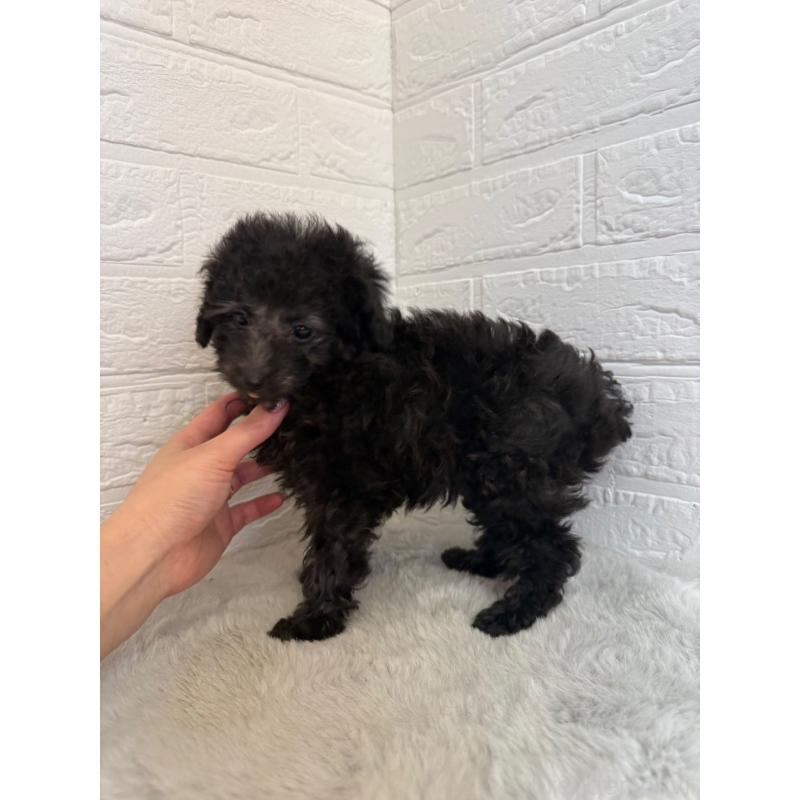 販売中の岡山県のタイニープードル-454631の8枚目