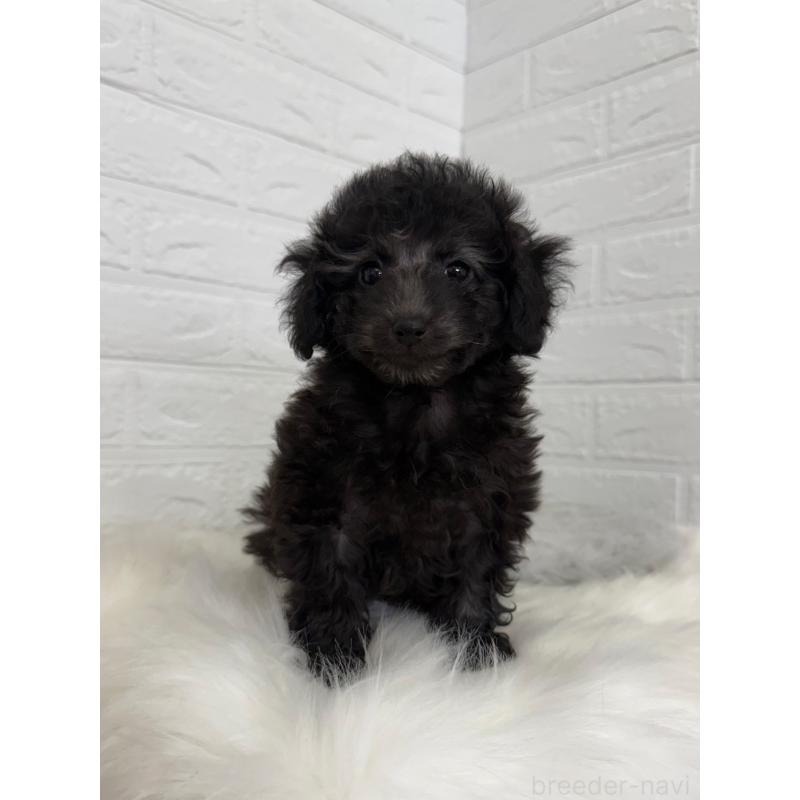 販売中の岡山県のタイニープードル-454631の7枚目