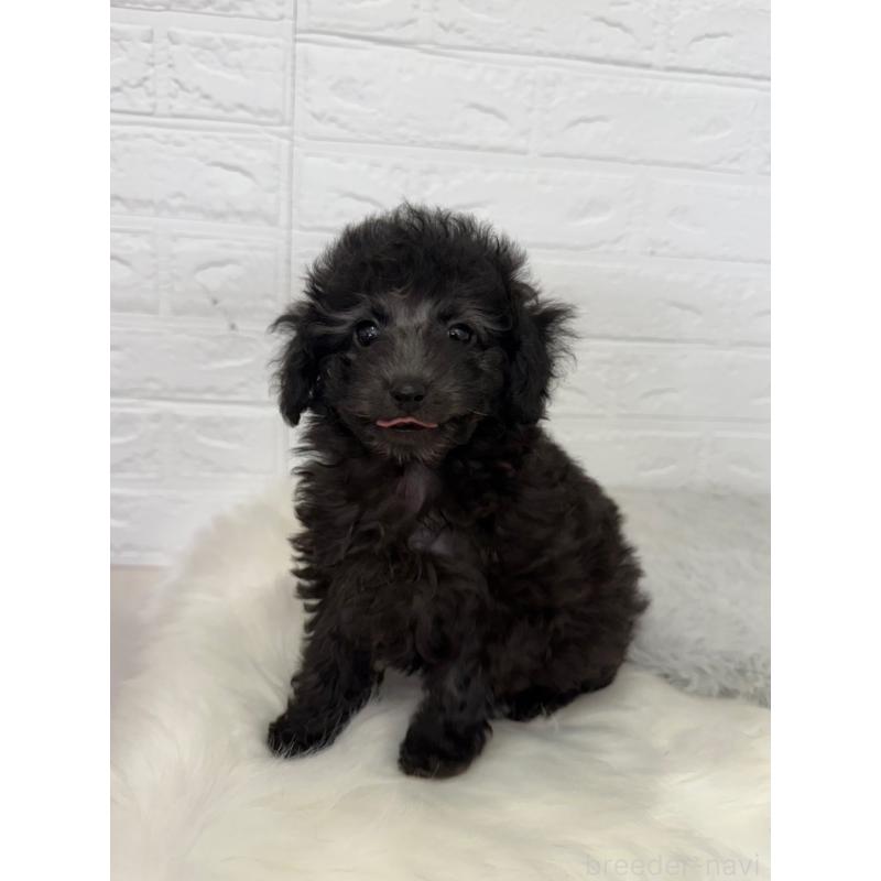 販売中の岡山県のタイニープードル-454631の3枚目