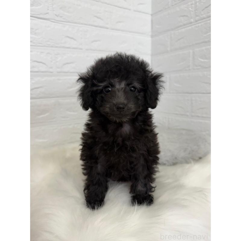 販売中の岡山県のタイニープードル-454631の2枚目