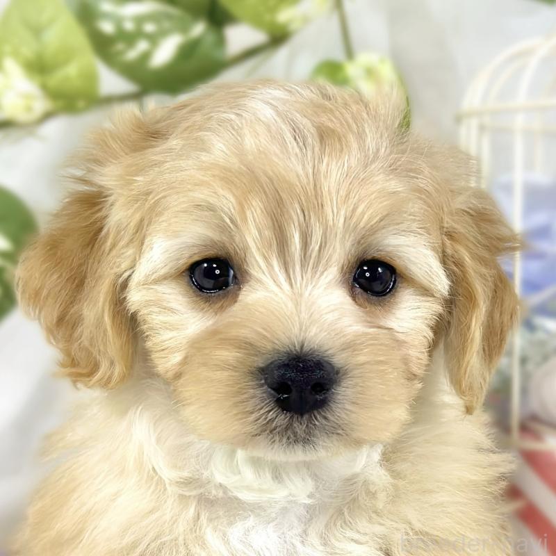 販売中の滋賀県のマルプー:マルチーズ×トイプードル-453176