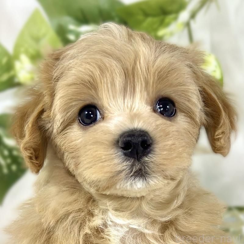 販売中の滋賀県のマルプー:マルチーズ×トイプードル-453177