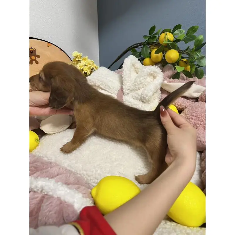 販売中の神奈川県のミニチュアダックスフンド(ロングヘアード)-454633の6枚目