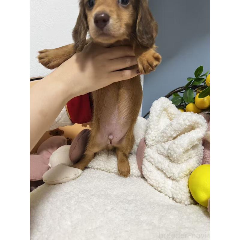 販売中の神奈川県のミニチュアダックスフンド(ロングヘアード)-454633の4枚目