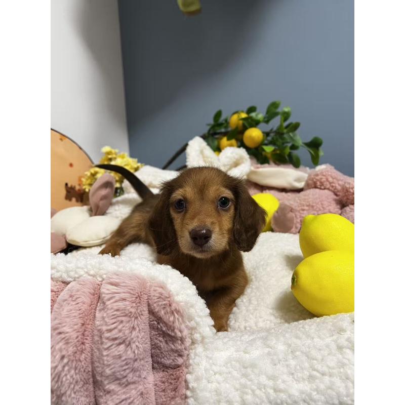 販売中の神奈川県のミニチュアダックスフンド(ロングヘアード)-454633の3枚目