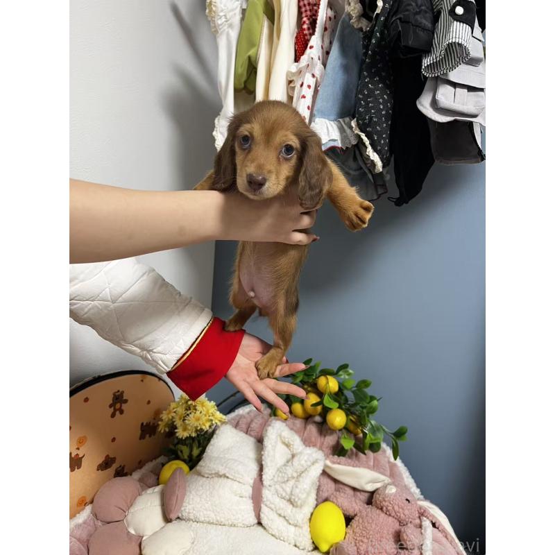 販売中の神奈川県のミニチュアダックスフンド(ロングヘアード)-454633の2枚目