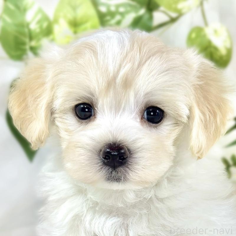 販売中の滋賀県のマルプー:マルチーズ×トイプードル-453178